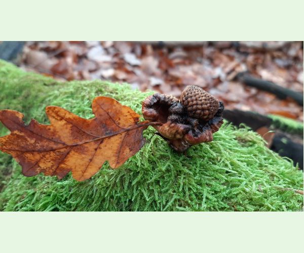 Hrčiarka Andricus dentimitratus