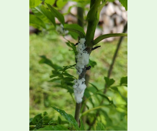 Dutinárka orgovánová