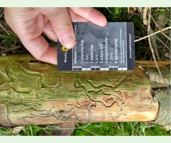 A - Ambiguously determined, we are not sure