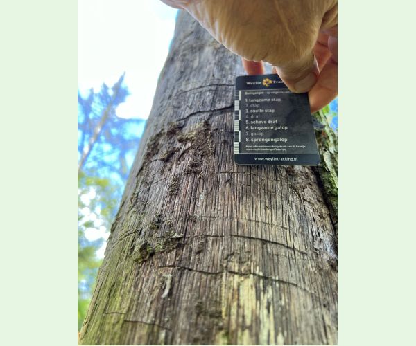 Krasoň dvojškvrnný