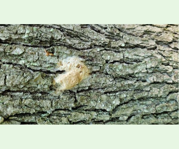 Mníška veľkohlavá