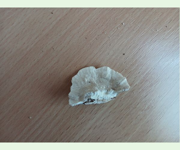 Trúdnikovec chlpatý