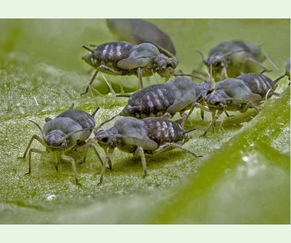 Voška Aphis sambuci