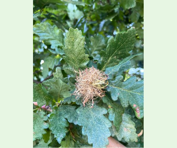 Hrčiarka Andricus caputmedusae