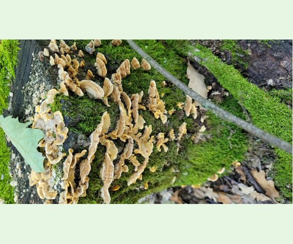 Trúdnikovec zamatový