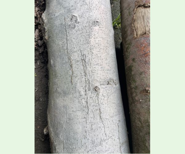 Ploskáčik pagaštanový