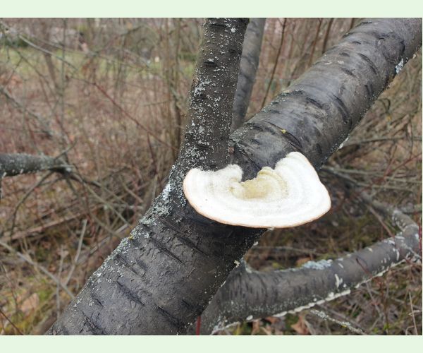 Trúdnikovec chlpatý