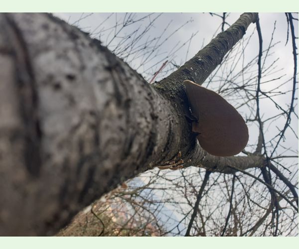 Trúdnikovec chlpatý