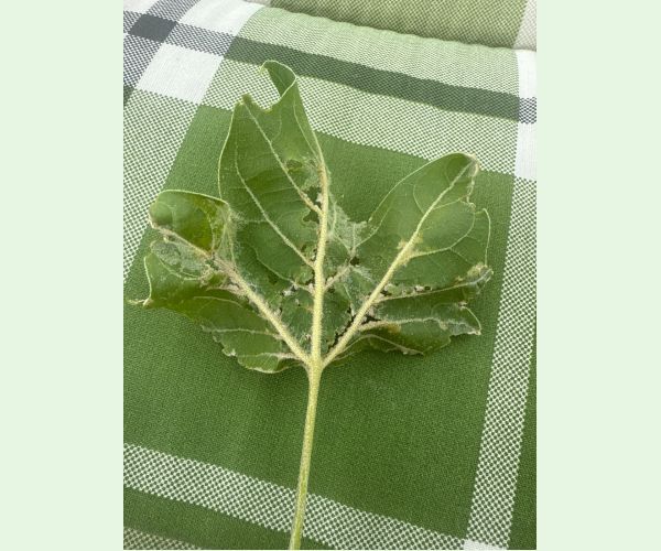 Múčnatka platanová