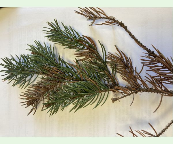 Štrbinovka smreková