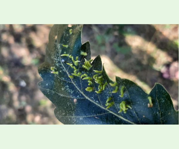 Hrčiarka Contarinia subulifex