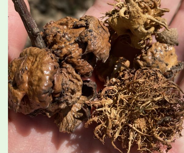 Hrčiarka Andricus dentimitratus