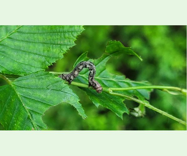 Piadivka pomarančová