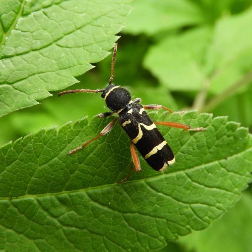 Clytus arietis