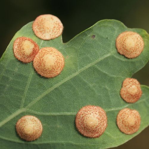 Neuroterus quercusbaccarum