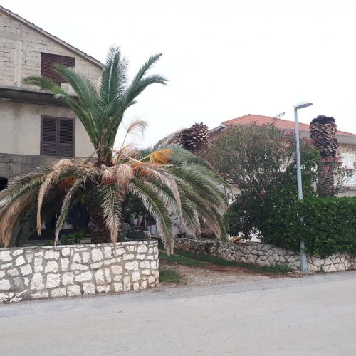 Rhynchophorus ferrugineus 