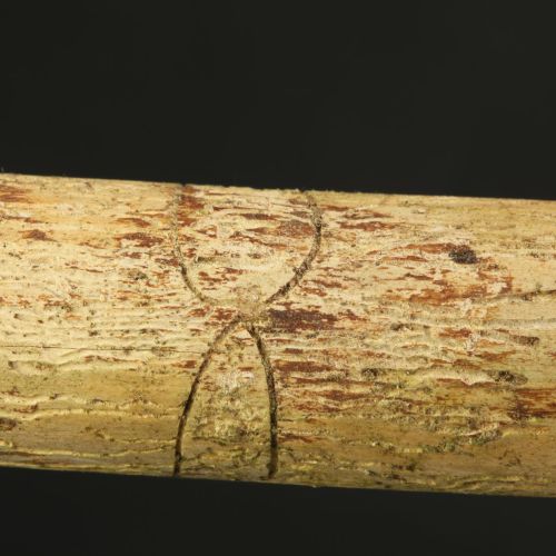 Pityokteines vorontzovi