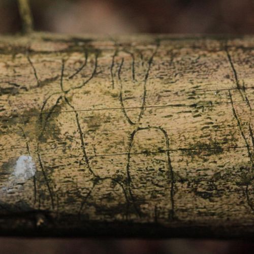 Pityokteines vorontzovi