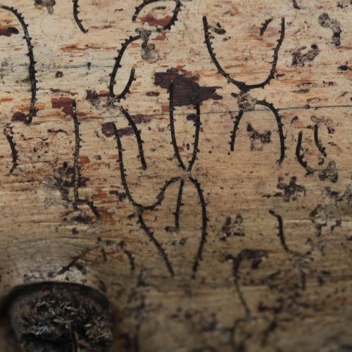 Pityokteines vorontzovi