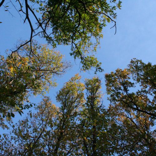 Cryphonectria parasitica