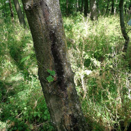 Cryptostroma corticale