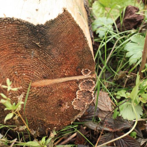 Stereum sanguinolentum 