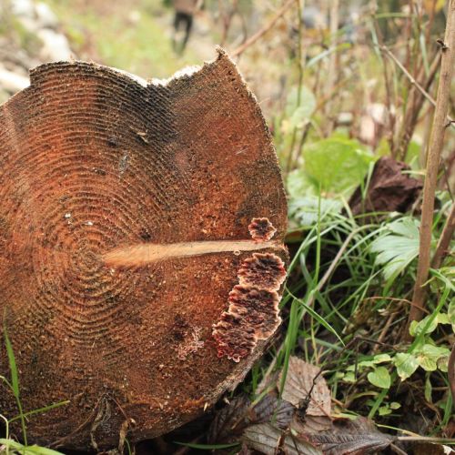 Stereum sanguinolentum 