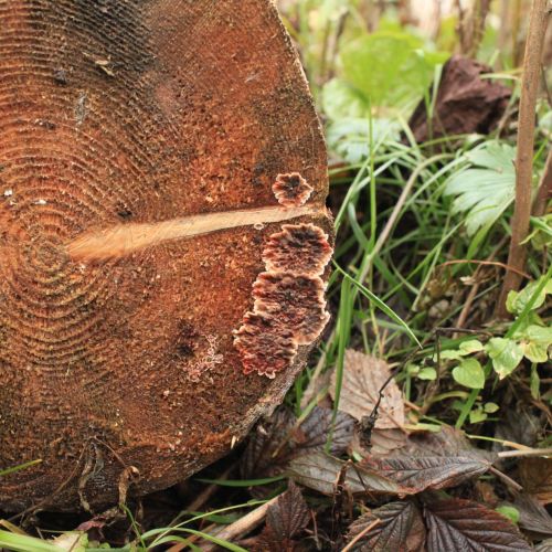 Stereum sanguinolentum 