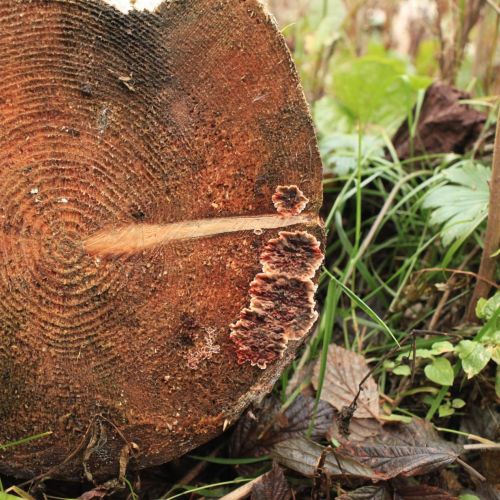 Stereum sanguinolentum 