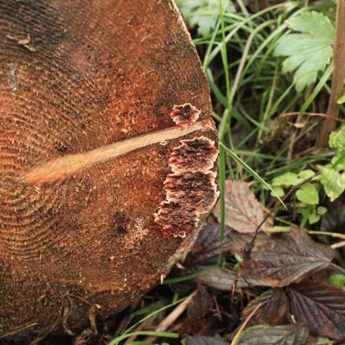 Stereum sanguinolentum 