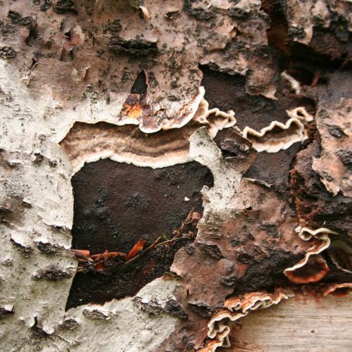 Stereum sanguinolentum 