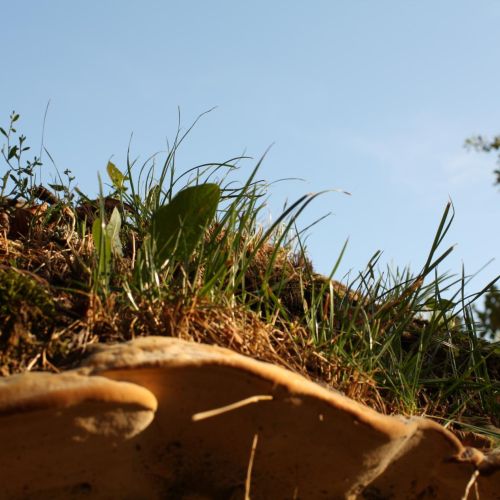 Perenniporia fraxinea 