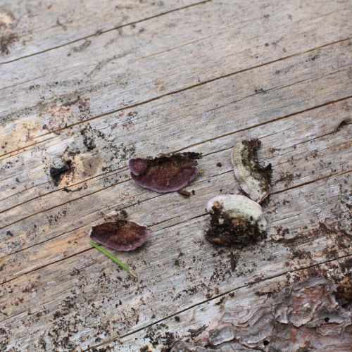 Trichaptum abietinum 