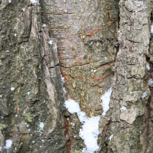 Cryphonectria parasitica