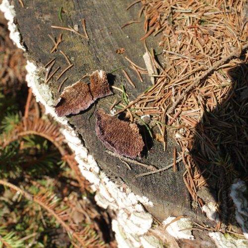 Trichaptum abietinum 