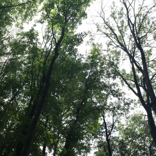 Cryptostroma corticale