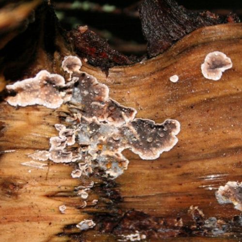 Stereum sanguinolentum 