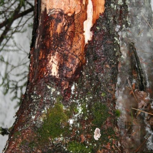 Stereum sanguinolentum 