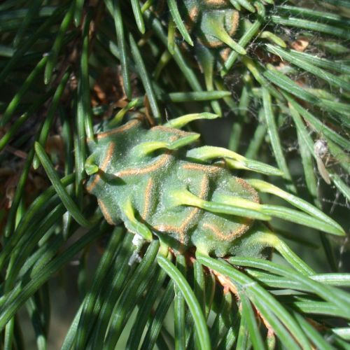 Sacchiphantes viridis 