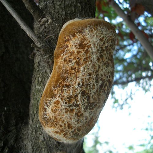 Phellinus pomaceus 