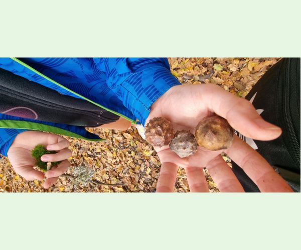 Hrčiarka Andricus hungaricus