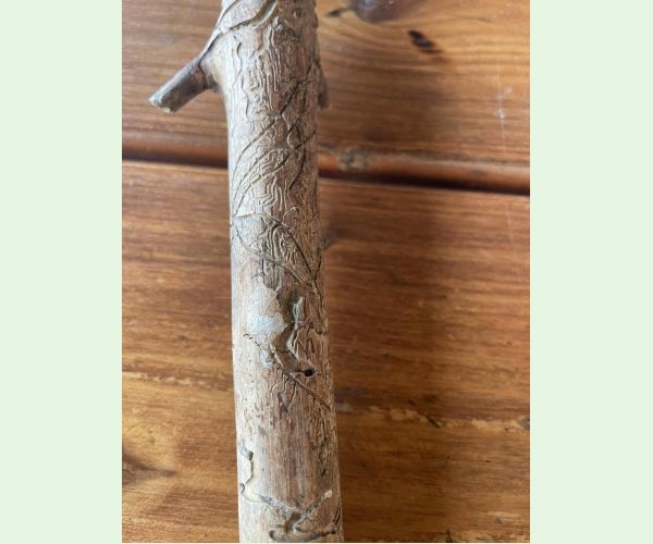 Lykožrút obyčajný