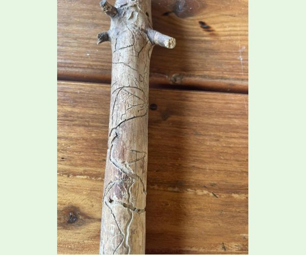 Lykožrút obyčajný