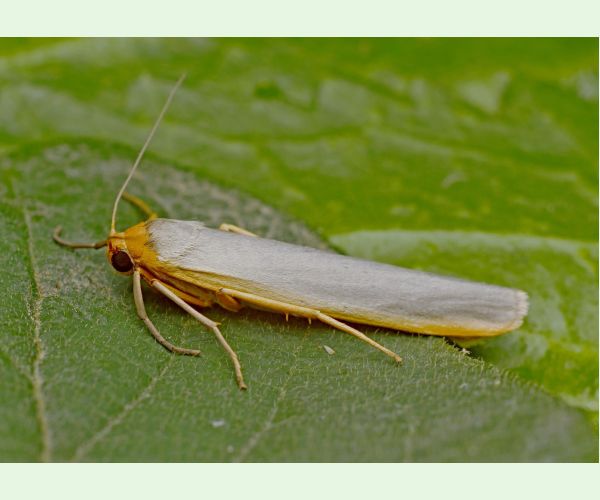 Lišajníkovec lišajníkový