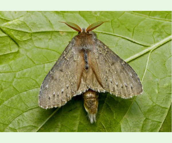 Hranostajník bukový