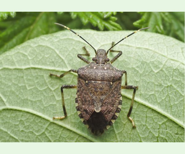 Bzdocha Halyomorpha halys