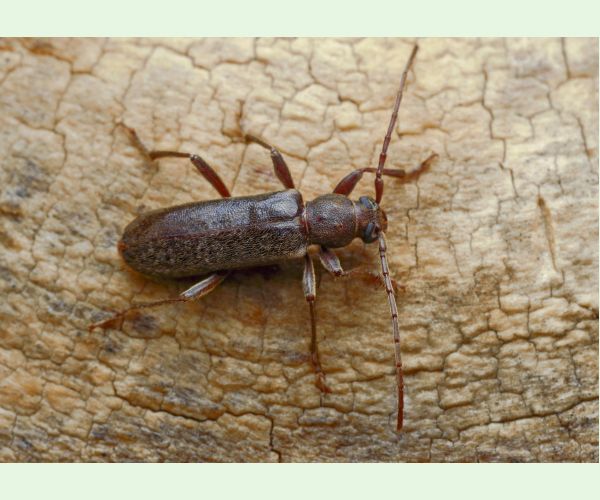 Fuzáč Trichoferus campestris