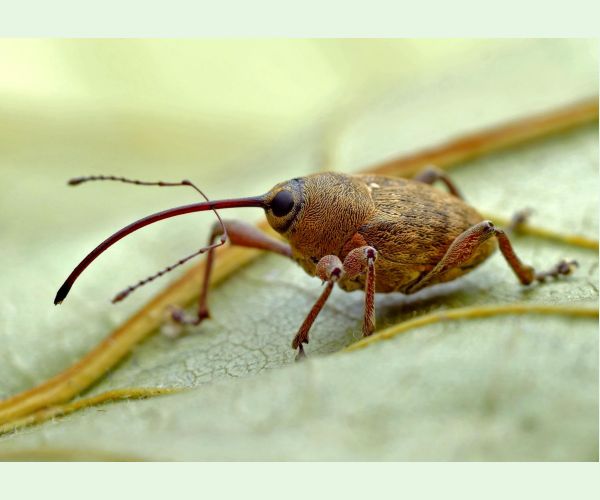 Nosánik žaľuďový