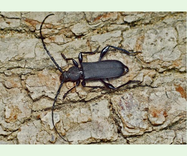 Fuzáč Ropalopus clavipes