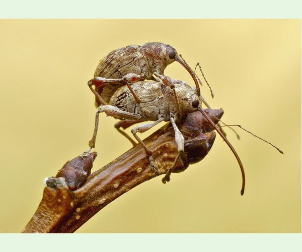 Nosánik žaľuďový